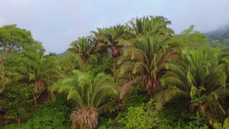 Herrliche-Erhaltene-Vegetation-In-Santa-Marta,-Kolumbien