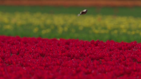 Skylark-Alauda-arvensis-hovers-above-red-tulip-field-and-dips-down-again,-tele