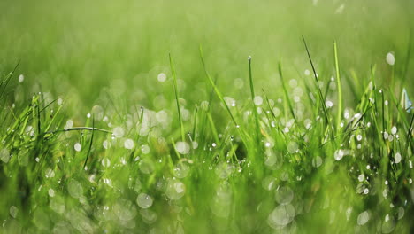 Macro-shot-of-dew-on-grass