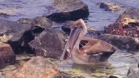 Pelícano-Pardo-Come-Pescado-Recogiendo-En-Su-Bolsa-De-Garganta-Expandible,-Los-Roques-Venezuela