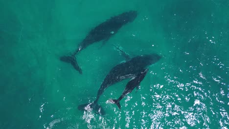 Family-of-humpback-whales-swimming-in-open-sea