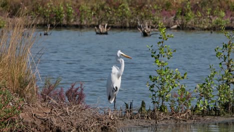 Mirando-Hacia-La-Derecha-Mientras-Está-De-Pie-Sobre-Un-Pie,-El-Otro-Cerrado-En-Un-Puño,-Garceta-Grande-Ardea-Alba,-Tailandia