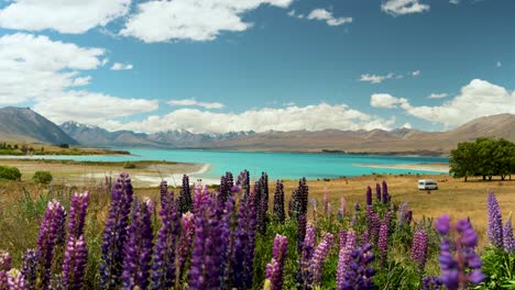 Lupine-flowers-in-a-field-in-front-of-Lake-Tekapo,-the-Southern-Alps-in-background