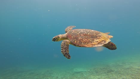 Wunderschöne-Karettschildkröte-Schwimmt-Im-Blauen-Ozeanwasser