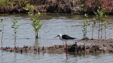 Camera-zooms-in-and-slides-to-the-right-while-this-bird-is-facing-left,-Black-winged-Stilt-Himantopus-himantopus,-Thailand