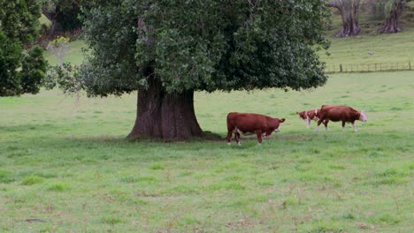 Vacas-Pastando-En-El-Campo-Rural-De-Nueva-Zelanda-Ganado-árboles-Viejos-Geométricos-Amplia-Panorámica-A-La-Luz-Del-Día-Húmeda