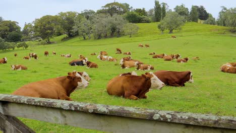 Landscape-Hereford-cows-graze-grass-new-zealand-meadow-green-fields-trees-skyline-panoramic-shot,-farmland-animals-eating,-sleeping-cattle