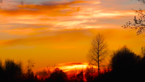 Colorful-and-surreal-golden-hour-sunset-sky-with-bare-forest-silhouette