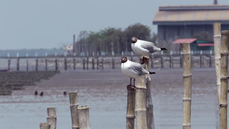 Zwei-Schwarzkopfmöwen-Sitzen-Auf-Bambusstangen,-Während-Eine-Möwe-Im-Bild-Flog-Und-Auf-Einer-Stange-Im-Küstengebiet-Von-Bangphu-In-Samut-Prakan-In-Thailand-Thront