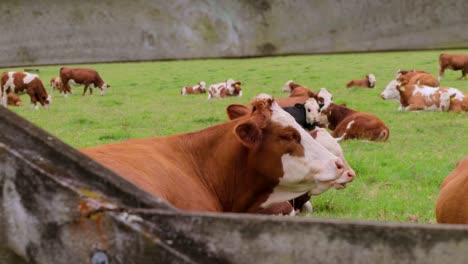 Hereford-cows-cattle-grazing-laying-at-green-grass-meadow-Closeup-wooden-fence