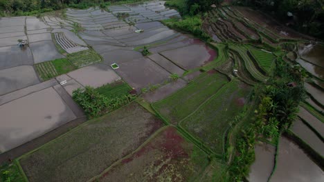 Oben-Blick-Auf-Ländliche-Felder-Auf-Den-Reisterrassen-Von-Bali,-Indonesien