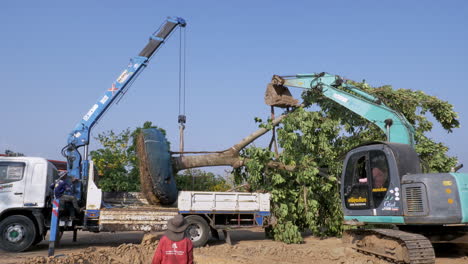 Gardeners-are-preparing-to-replant-a-huge-full-grown-tree-at-a-public-space-in-the-province-of-Chachoengsao-in-the-outskirts-of-Bangkok,-Thailand