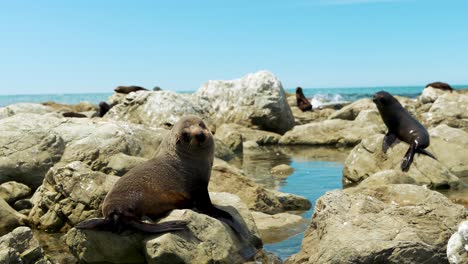 Group-of-seals-sunbathing-on-rocky-shore-in-New-Zealand,-slow-motion-60FPS