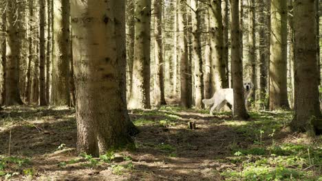 Golden-retriever-running-alone-in-the-forest