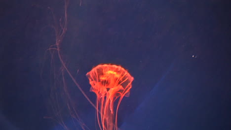 jellyfish-change-colors-inside-Depp-water-red-blue-green-meduza