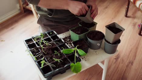 Transplanting-Seedlings-Into-Pots-With-Soil