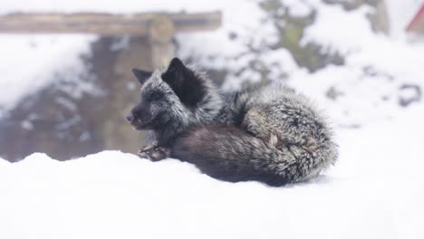 Black-Fox-in-the-Snow,-Miyagi-Prefecture-Japan-4k