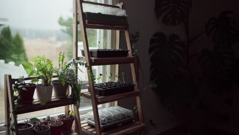 Puesto-De-Plantas-De-Madera-Con-Plántulas-Y-Plantas-De-Interior-En-Macetas-En-Invernadero