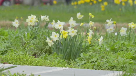Narcisos-De-Color-Amarillo-Brillante-Que-Florecen-En-Un-Jardín-Con-Un-Fondo-Borroso-De-Pies-Caminando