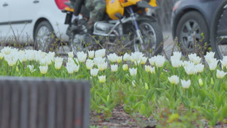 Presenta-Un-Lecho-De-Tulipanes-Blancos-Enfocados-En-Primer-Plano,-Con-El-Movimiento-Borroso-De-Un-Ciclista-Que-Pasa-Al-Fondo,-Lo-Que-Indica-Una-Vibrante-Vida-Urbana-Durante-La-Primavera.