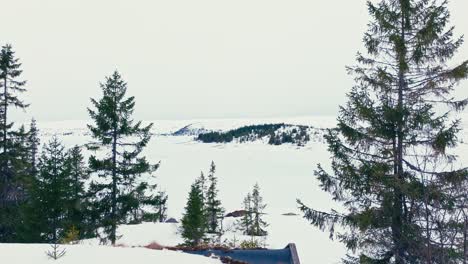 Árboles-Coníferos-Fuera-De-La-Cabaña-Cubierta-De-Nieve-En-La-Montaña-En-Verran,-Noruega