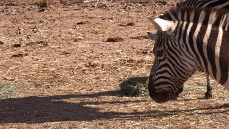 Zebra-walking-in-african-landscape-close-up