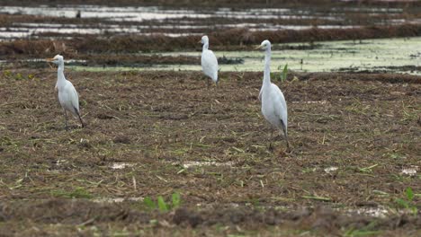 Flock-of-great-egret-spotted-standing-on-the-agricultural-farmlands,-wading-and-foraging-for-fallen-crops-on-the-harvested-paddy-fields,-ground-level-close-up-shot