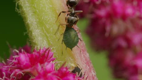 Hormiga-Atacando-A-Un-Insecto-Descansando-Sobre-Una-Flor-En-La-Naturaleza,-Macro-De-Cerca