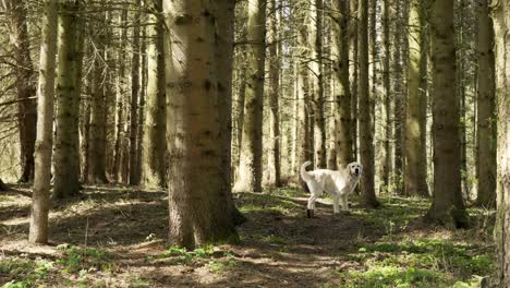 Wunderschöne-Aufnahmen-Eines-Golden-Retrievers,-Der-Durch-Den-Wald-Rennt