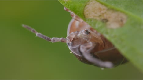 Macro-shot-of-woodlouse-cephalothorax-and-moving-antennae,-hanging-upside-down