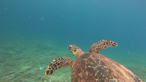 Nahaufnahme-Einer-Karettschildkröte,-Die-Im-Blauen-Ozeanwasser-Schwimmt