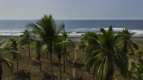 Vista-Aérea-Elevándose-Sobre-Palmeras,-Hacia-El-Mar,-En-La-Costa-De-Chiapas,-México