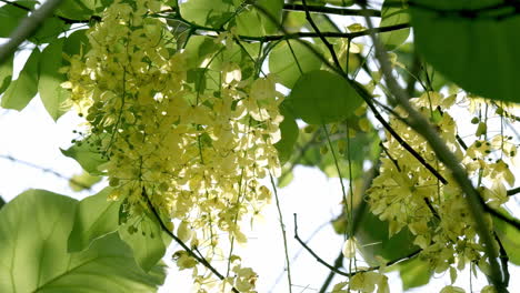 Sanft-Wiegend,-Während-Die-Brise-Die-Blätter-Und-Die-Gelben-Blüten-Eines-Goldenen-Baumschauers,-Cassia-Fistula,-Dem-Nationalbaum-Und-Der-Nationalblume-Thailands,-Weht