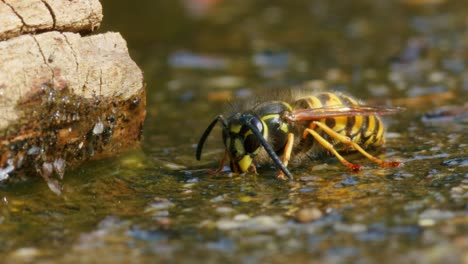 Close-up-view-of-common-wasp-Vespula-vulgaris-drinking-water,-and-flying-off