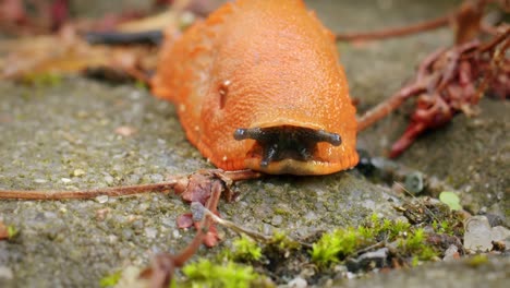 Babosa-Roja-Estática-Arion-Rufus-Con-Tentáculos-Afuera,-Macro-ángulo-Bajo