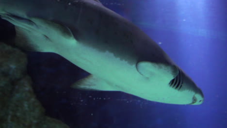Weißer-Hai-Schwimmt-In-Einem-Wassertank-Auf-Dem-Museumsmeer-In-Dunklem-Wasser