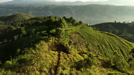 Vista-Aérea-Volando-Bajo-Sobre-Plantaciones-De-Té-Iluminadas-Por-El-Sol,-Hora-Dorada-En-Sri-Lanka