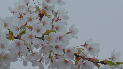 üppige-Kirschblütenpracht-In-Voller-Blüte