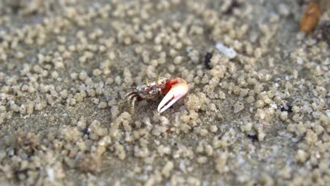 Male-sand-fiddler-crab-with-asymmetric-claws-spotted-in-its-natural-habitat,-foraging-and-sipping-minerals-on-the-tidal-flat,-feeds-on-micronutrients-and-creates-tiny-sand-balls,-close-up-shot