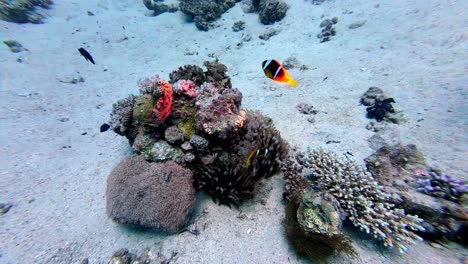 Yellow-black-white-fish-swim-around-marine-flora-and-fauna-of-Egypt-dahab-water-underwater-scuba-diving-travel-spot-around-white-ocean-bottom-with-red-camera-light-following