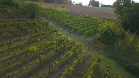 Aerial-view-over-a-vineyard,-revealing-people-harvesting-grapes,-sunset-in-Italy---tilt,-drone-shot