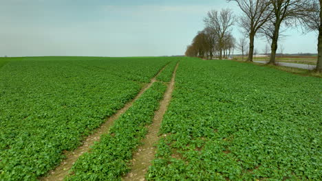 Vista-Aérea:-Un-Vasto-Campo-Verde-Con-Distintas-Huellas-De-Tractores-En-El-Centro,-Flanqueado-Por-Hileras-De-Exuberantes-Cultivos-Y-Una-Hilera-De-árboles-En-La-Distancia.