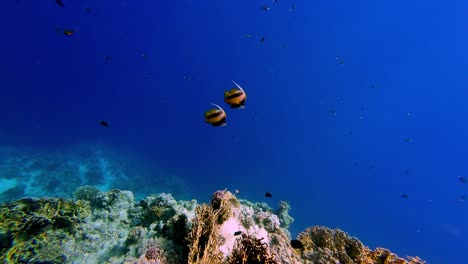 Underwater-school-of-fish-golden-black-floating-slow-motion-in-blue-pristine-coral-reef-in-egypt-scuba-diver-perspective-POV