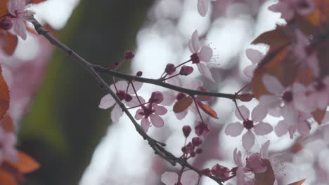 Una-Rama-Con-Delicadas-Flores-Rosadas,-Posiblemente-De-Cerezo,-Sobre-Un-Fondo-Bokeh,-Significa-Primavera