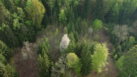 Weiß-Blühender-Baum-Inmitten-Eines-Grünen-Waldes