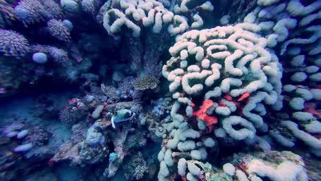 Cerebro-De-Coral-Como-Primer-Plano-Submarino-De-Plantas-De-Peces-Del-Fondo-Del-Océano-Algas-En-Egipto-Viaje-De-Buceo,-Dahab