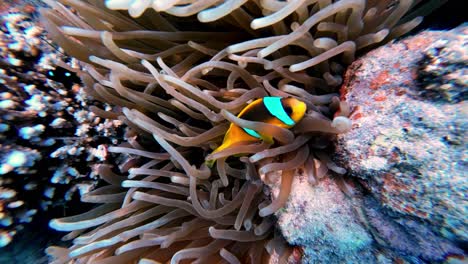 Underwater-colorful-vibrant-fish-swim-between-sea-plants-coral-scuba-diving-camera-point-of-view,-ocean's-bottom