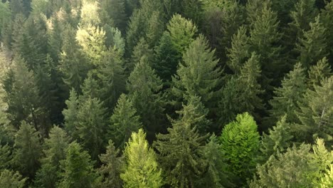 Tiefer-Nadelwald,-Auf-Den-Die-Sonne-Scheint