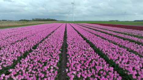 April-2024---4K-Aerial-of-tulip-fields-in-Flevoland,-The-Netherlands