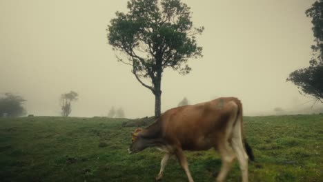 Brown-cow-walking-on-misty-pasture